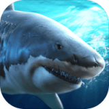 鲨鱼捕食汉化版