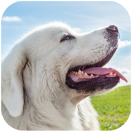 塔特拉牧羊犬模拟器